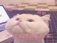 上海木向又贸易有限公司