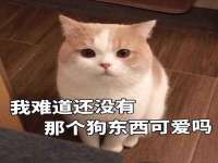 上海木向又贸易有限公司
