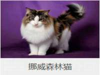 上海木向又贸易有限公司
