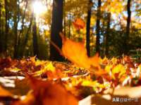 上海木向又贸易有限公司