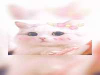上海木向又贸易有限公司