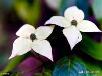 上海木向又贸易有限公司