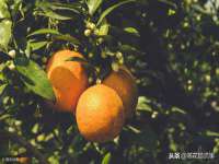 上海木向又贸易有限公司