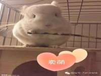 上海木向又贸易有限公司