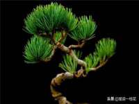 上海木向又贸易有限公司