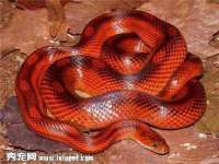 上海木向又贸易有限公司